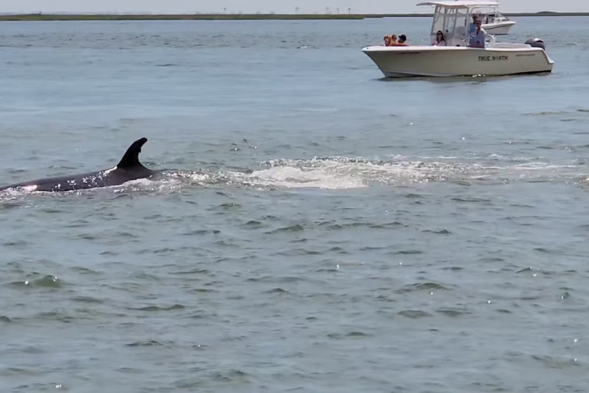 Minke whale dies after colliding with boat at Jersey Shore