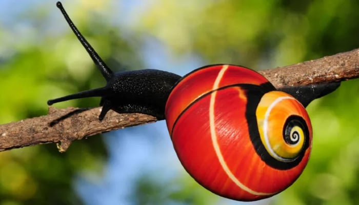 World’s most beautiful snails Polymita on the brink of extinction amid shell trade in Cuba
