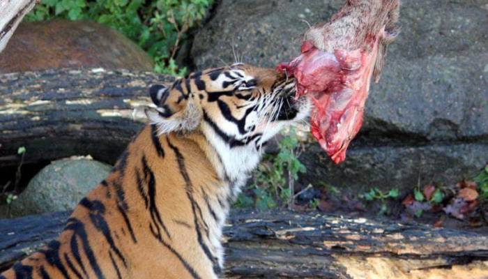 Denmark zoo asks public to donate unwanted pets to feed predators