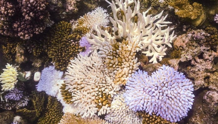 Australias iconic Great Barrier Reef suffers the largest coral bleaching on record
