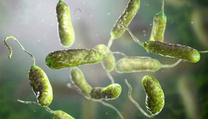 High alert in Outer Banks: flesh-eating Vibrio cases surge in North Carolina