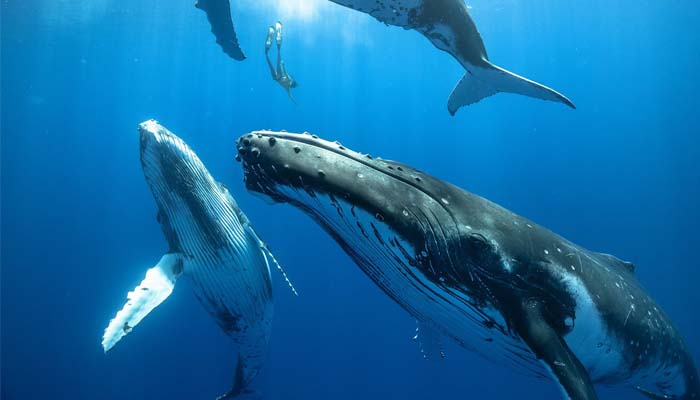 Blue whales going silent off California, sparking concern among scientists