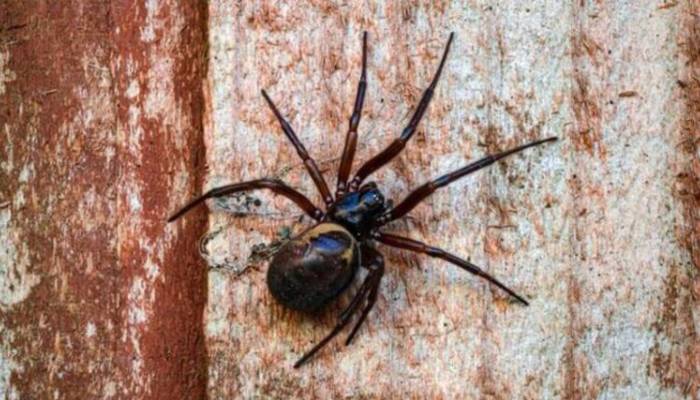 UK residents warned as false widow spiders invade homes this month