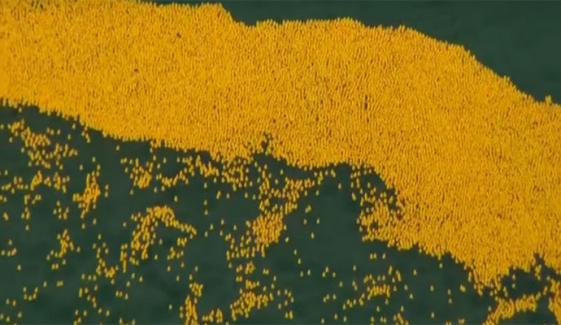 دریائے شکاگو میں 82 ہزار ربڑ کی بطخوں کی ریس