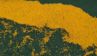 دریائے شکاگو میں 82 ہزار ربڑ کی بطخوں کی ریس