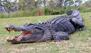 سکھر: مگرمچھ خاتون کو جبڑے میں دباکر نہر میں لے گیا، شوہر نے بروقت بیوی کو بچالیا 