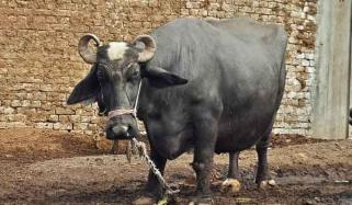 ٹوبہ ٹیک سنگھ میں مخالفین نے بھینس کی ٹانگیں توڑ دیں