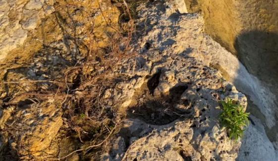 11 کروڑ سال پرانے ڈائناسور کے قدموں کے نشانات برآمد 