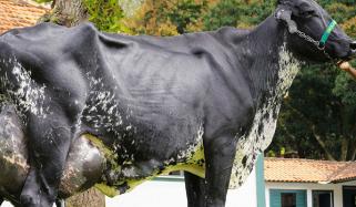 برازیلین گائے نے 3 دن میں 343 لیٹر دودھ دے کر عالمی ریکارڈ قائم کر دیا