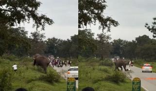 بھارت: تصویر بنانے پر ہاتھی کو غصہ آگیا، سیاح پر حملہ کردیا 