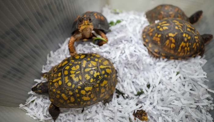 Chinese man faces jail in US for smuggling $1M worth of protected turtles