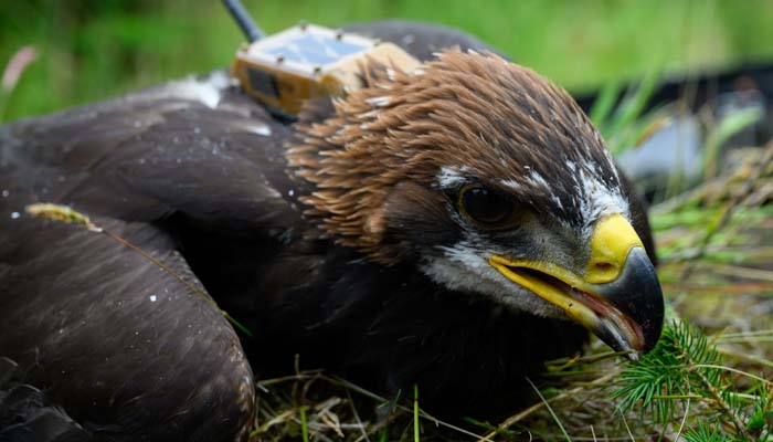 Sir David reveals name of first golden eagle chick from Scotland project