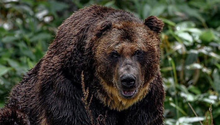 Japan bear attack hoax uncovered: Son stabs elderly father to death