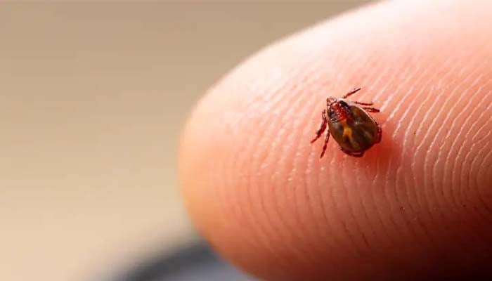 Canada reports case of deadly Rocky Mountain spotted fever (RMSF)