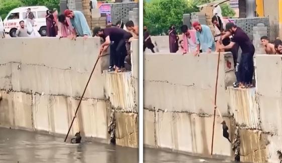 کراچی میں شہریوں نے نالے میں ڈوبتی بلی کو بچا لیا