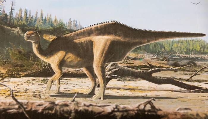 New dinosaur named after record-breaking yachtswoman Ellen MacArthur