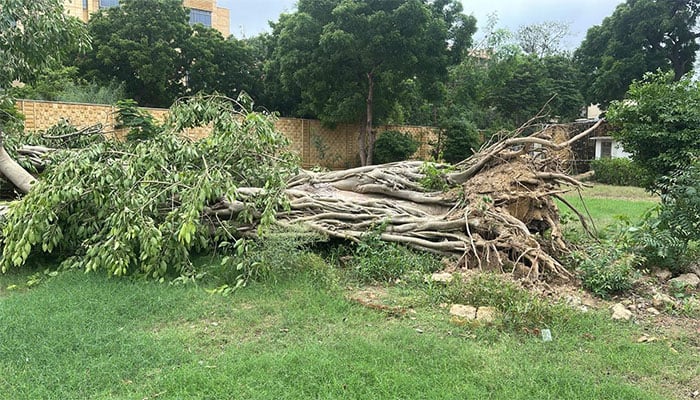 قصرِ ناز کراچی میں تیز ہوا کے باعث 150 سالہ درخت گر گیا—