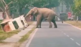 غصے میں بپھرے ہاتھی نے منی ٹرک الٹ دیا، ویڈیو وائرل 