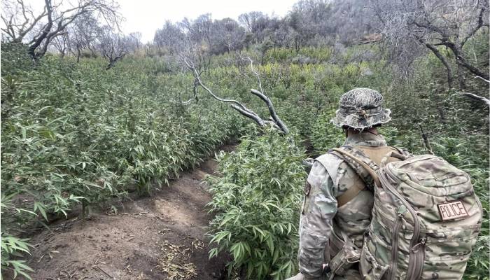 Sequoia National Park authorities take down massive marijuana farm