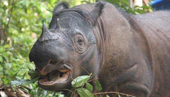 Dogs spark hope after discovering lost rhino population in Indonesia