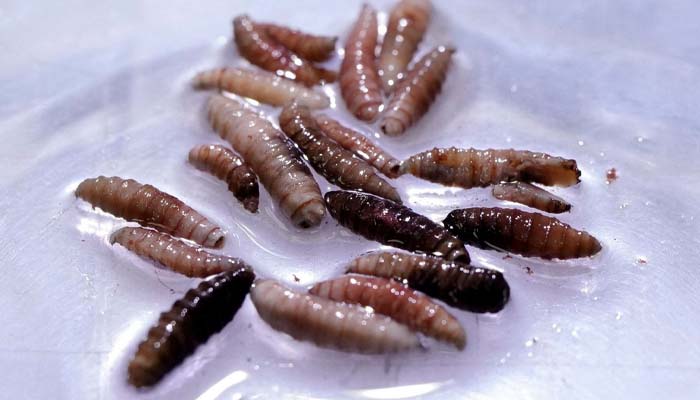 First human flesh-eating screwworm case reported in US