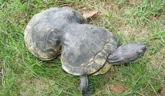 مونگ پھلی کی شکل کا امریکی کچھوا 41 سال کا ہو گیا