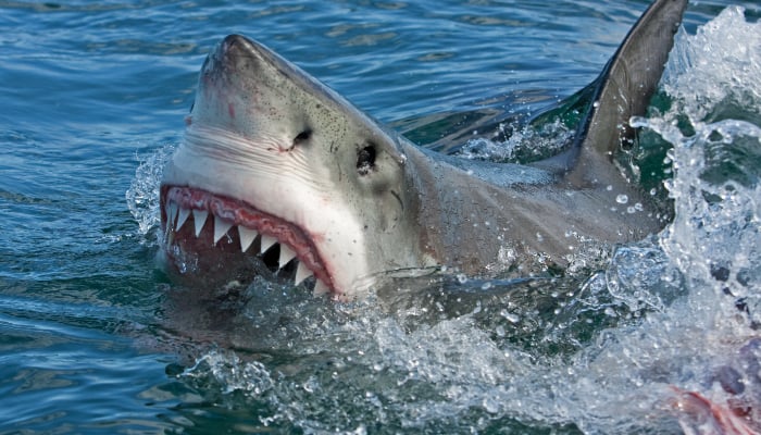 Sharks may lose their bite due to climate change triggered ocean acidification