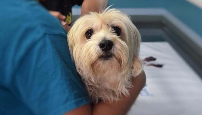 Rhyl area reports nine cases of potentially fatal Parvovirus in dogs