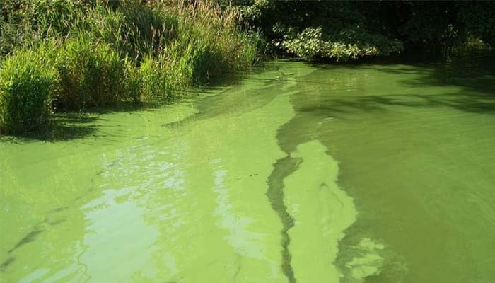 Toxic algae in lakes may pose health threat to your pet, expert warns