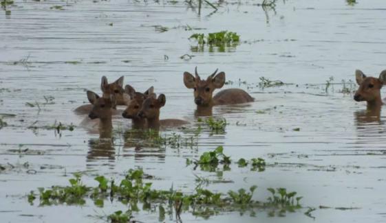 سیلاب زدہ علاقوں سے 8 ہرنوں کو ریسکیو کر لیا گیا