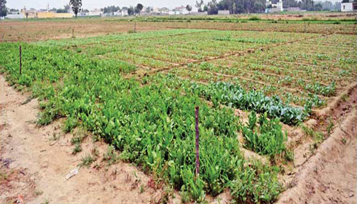 13 اگست 2025 کو لی گئی ایک تصویر جس میں چینی بھول گوبھی کے پودے نظر آرہے ہیں - فوٹو:شنہوا