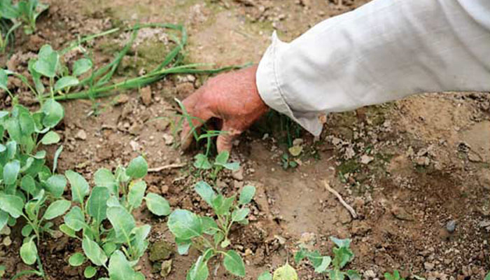 13 اگست 2025 کو ضلع اٹک میں کسان چینی پھول گوبھی کے پودوں کی صفائی کرتے ہوئے - فوٹو:شنہوا