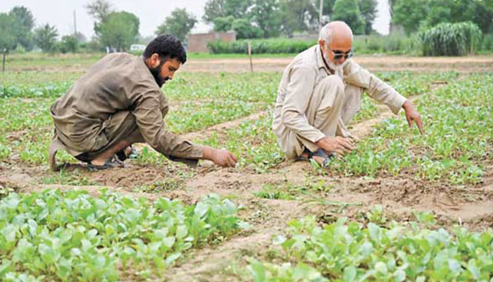 13 اگست 2025 کو ضلع اٹک میں کسان چینی پھول گوبھی کا معائنہ کرتے ہوئے - فوٹو:شنہوا