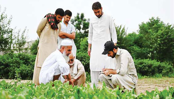 13 اگست 2025 کو ضلع اٹک میں کسان چینی پھول گوبھی کے بیج کی جانچ کرتے ہوئے - فوٹو:شنہوا