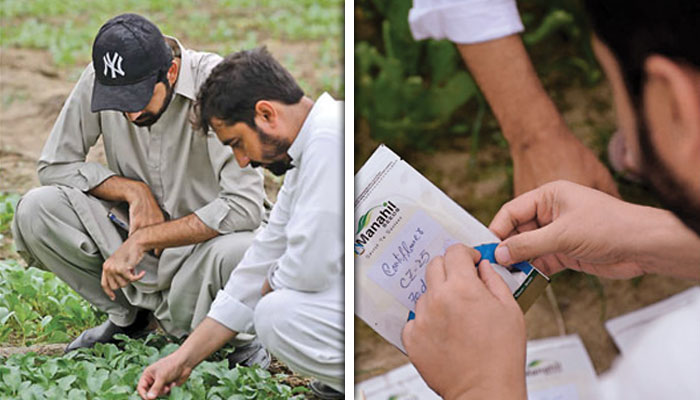 چینی پھول گوبھی کے بیج پاکستان کی زراعت کے شعبے میں حائل مشکلات دور کرنے میں موثر