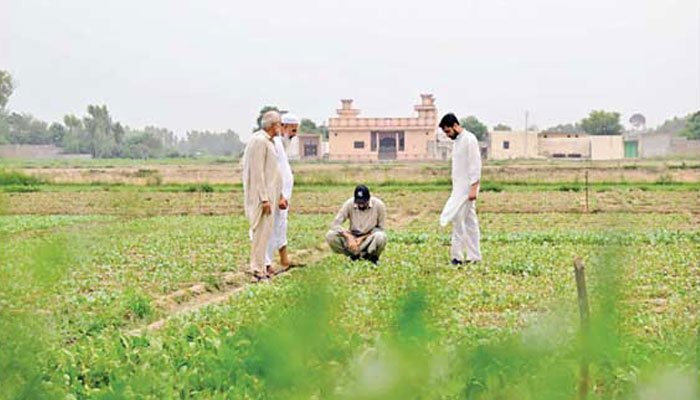 13 اگست 2025 کو ضلع اٹک میں کسان چینی پھول گوبھی کا معائنہ کرتے ہوئے - فوٹو:شنہوا