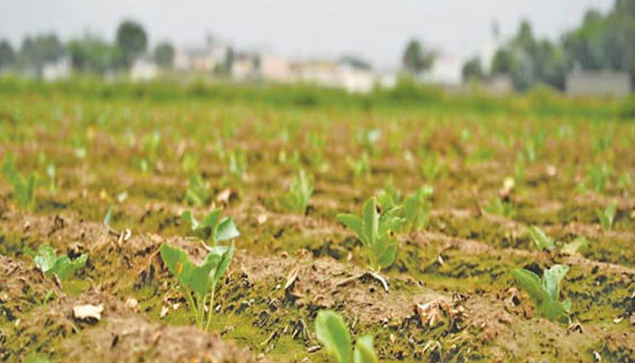 13 اگست 2025 کو لی گئی ایک تصویر جس میں چینی بھول گوبھی کے پودے نظر آرہے ہیں - فوٹو:شنہوا
