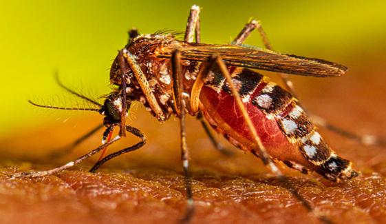 خیبر پختونخوا میں بارشوں کے باعث ڈینگی کے پھیلنے کا خدشہ