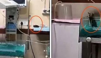 چوہوں کے کاٹنے سے نومولود جان سے گیا، دوسرے کی حالت تشویشناک