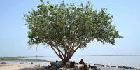 کوٹری بیراج پر نچلے درجے کا سیلاب برقرار