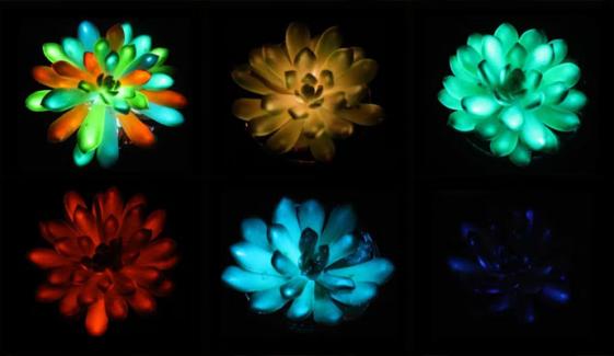 رات میں چمکنے والے  ریچارج ایبل پودے تیار 