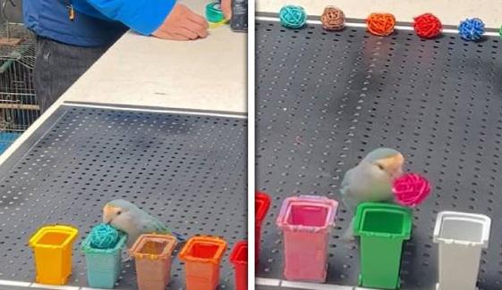 چینی طوطے کا کمال، رنگ پہچاننے کا گنیز ورلڈ ریکارڈ قائم کرلیا