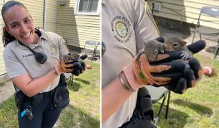 باربر شاپ کی دیوار میں پھنسے گلہری کے بچوں کو ماں سے ملا دیا گیا