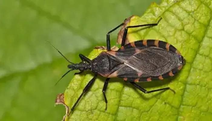 Fatal ‘kissing bug’ disease Chagas rapidly spreads across US