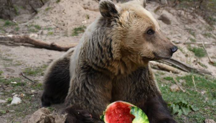 Bears viral fruit binge lands him in the hospital