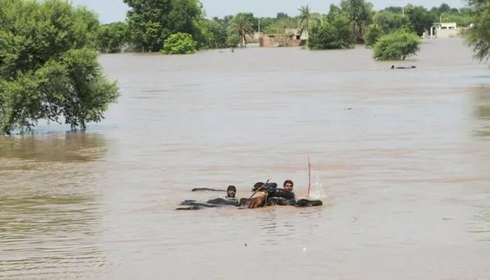 مظفرگڑھ: تحصیل علی پور میں سیلابی صورتحال، کئی علاقوں میں پانی داخل