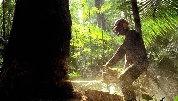 Indigenous forest management minimises disease risk, study