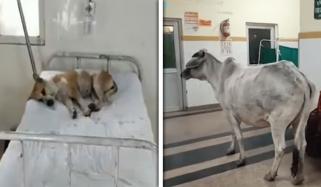 بھارت: اسپتال میں گائے کی موجودگی، کتا مریضوں کے بیڈ پر سو گیا