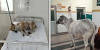 بھارت: اسپتال میں گائے کی موجودگی، کتا مریضوں کے بیڈ پر سو گیا
