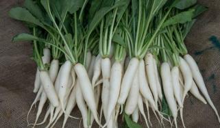 مولی کا باقاعدہ استعمال صحت کے کن مسائل سے بچا سکتا ہے؟